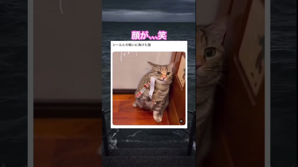 遊んでてくっついちゃっのかな笑　#動物 #癒し #癒し動画 #可愛い #猫 #シール