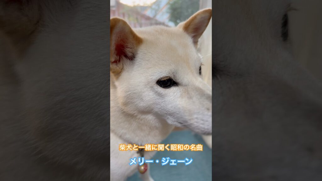 柴犬と一緒に聞く昭和の名曲　#メリージェーン #昭和歌謡カバー #柴犬 #犬のいる生活 #癒し #shorts