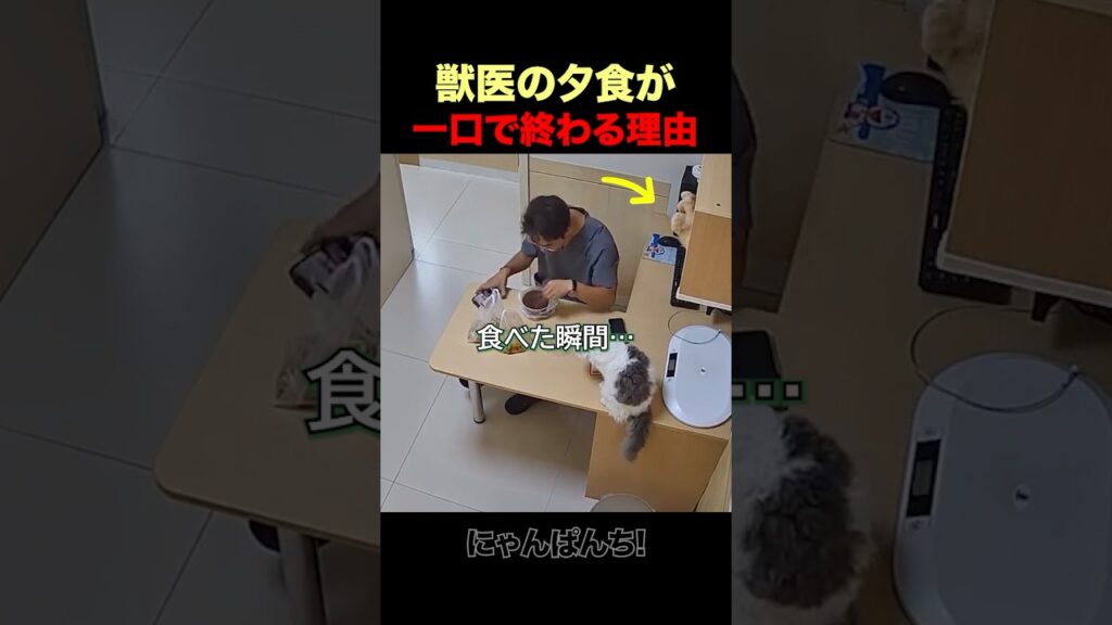 猫の獣医が夕食を食べられなかった、とんでもない理由？