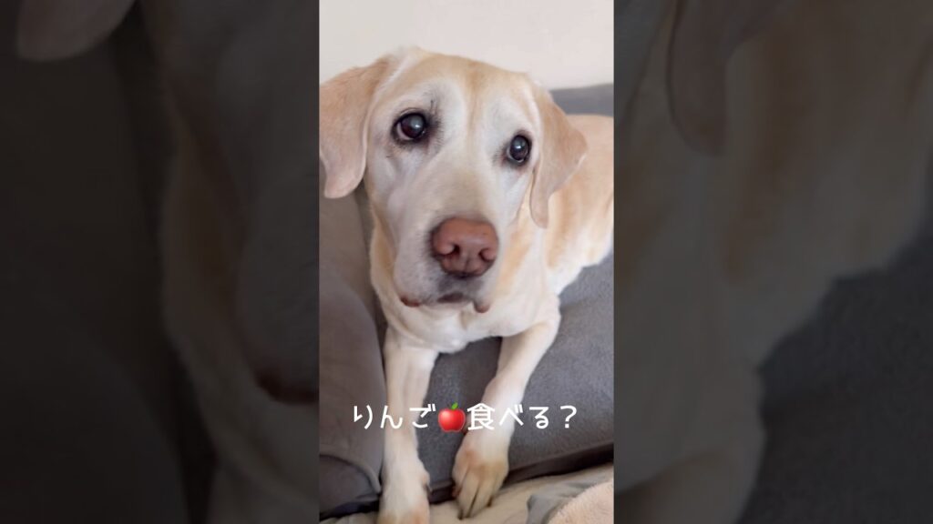 りんご食べよー #ラブラドールレトリバー #14歳 #愛犬との暮らし