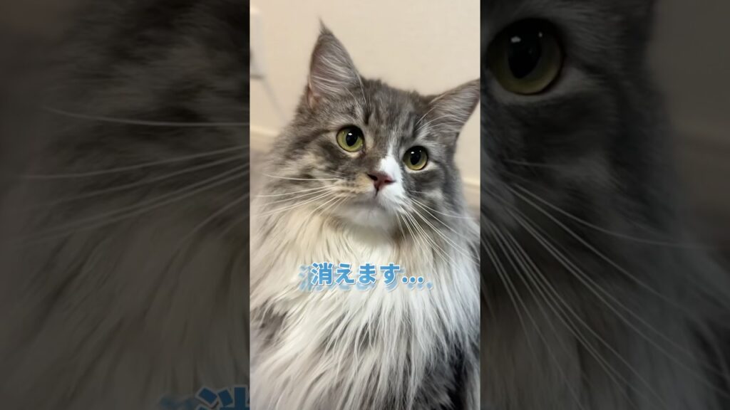突然消えた猫…まさかのスキマで発見  #猫 #かわいい #癒し #おもしろ #cat #shor