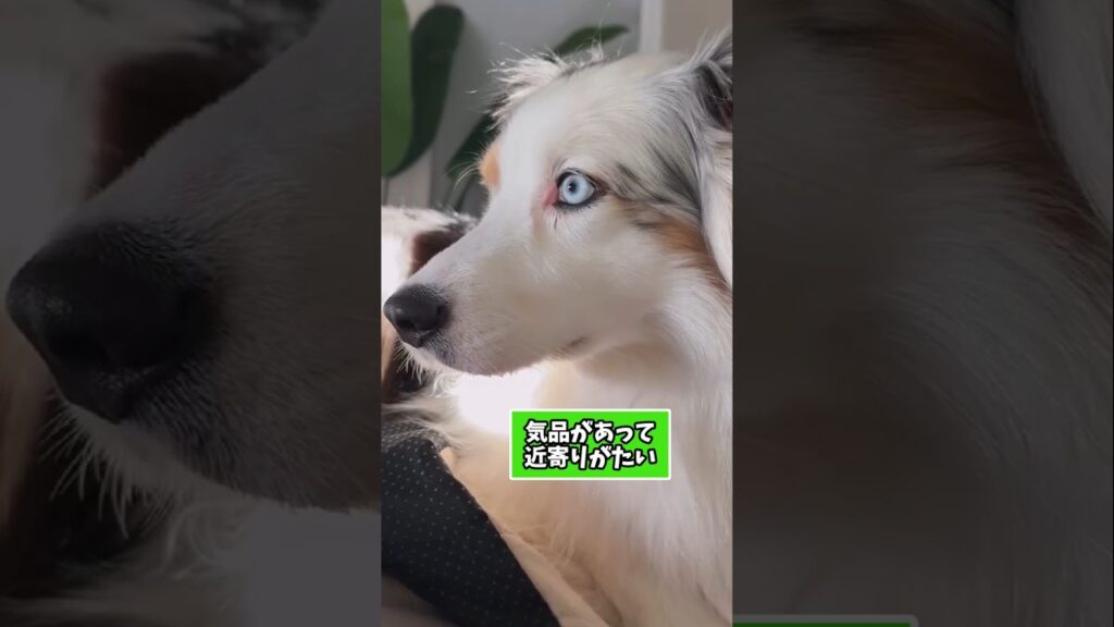 仕事で疲れた皆に贈る笑いと癒しのワンちゃん5選ww　#犬 #笑える #癒し #犬のいる生活 #犬のいる暮らし #犬好きさんと繋がりたい #元気になる動画