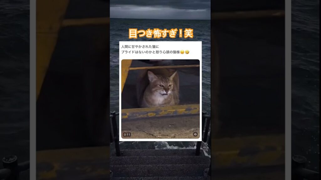 目の前でこんなの見せられたら…笑　#動物 #癒し #癒し動画 #元気になる動画 #かわいい #猫