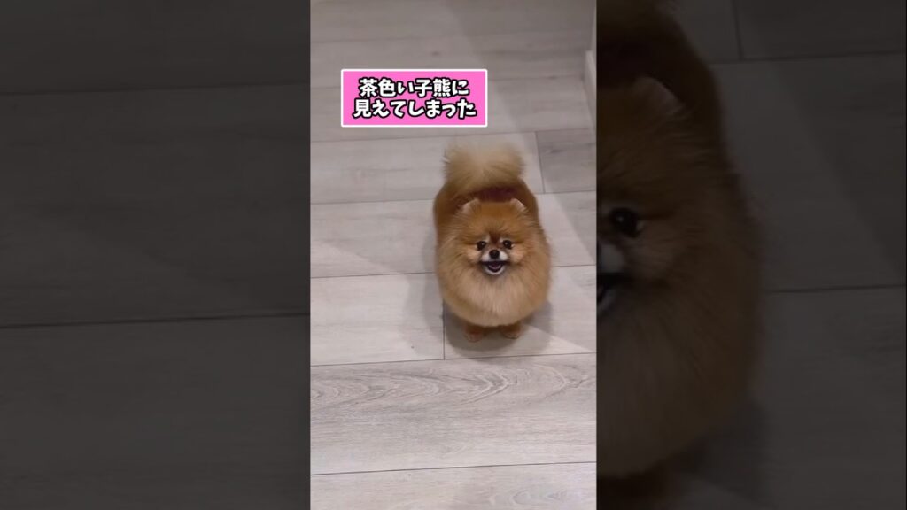 仕事で疲れた皆に贈る笑いと癒しのポメラニアン5選ww　#ポメラニアン #笑える #癒し #ポメラニアンのいる生活 #犬のいる暮らし #犬好きさんと繋がりたい #元気になる動画