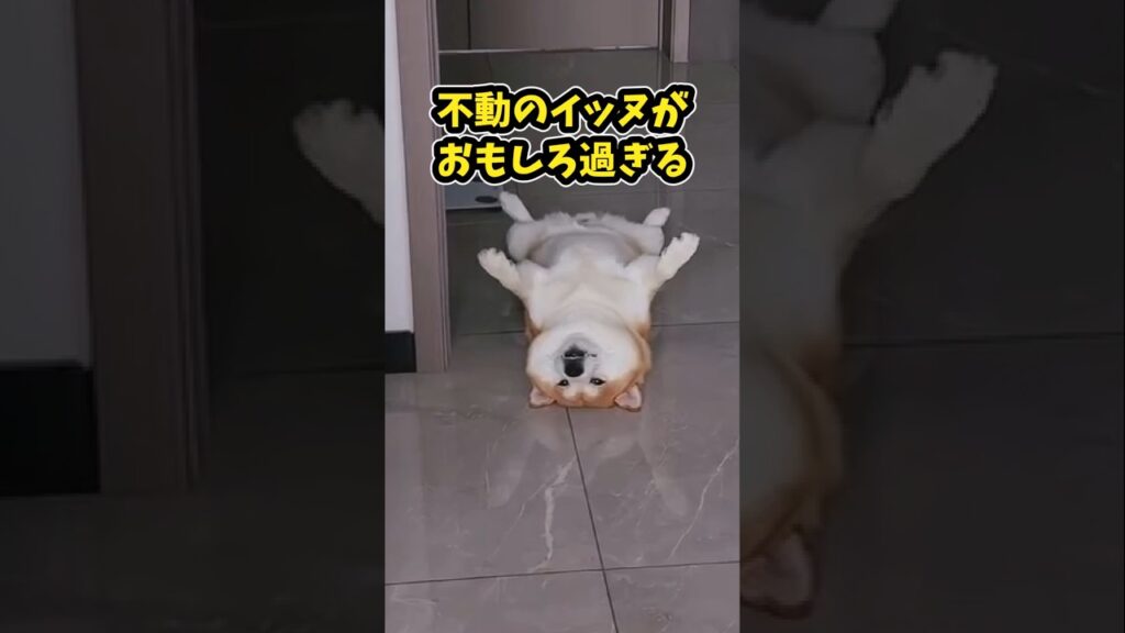 仕事で疲れた皆に贈る笑いと癒しの柴犬5選ww　#柴犬 #笑える #癒し#柴犬のいる暮らし #柴犬のいる生活 #犬好きさんと繋がりたい #元気になる動画