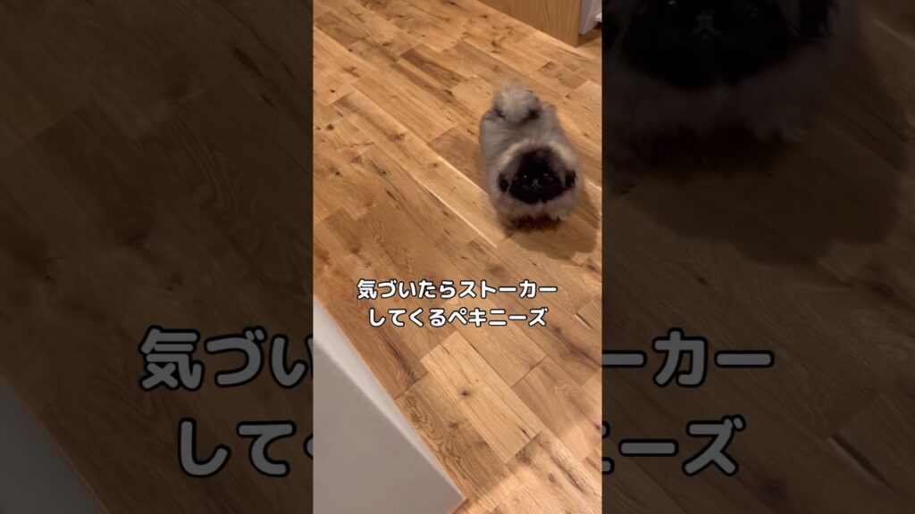 気づいたらストーカーされてる笑 #ペキニーズ #はなぺちゃ #犬 #shorts