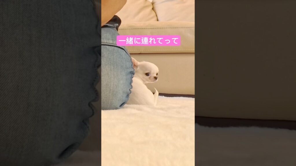 お迎え初日、今から一緒に帰ります😚 #癒し #dog #チワワ #chihuahuafanclub #chihuahua #犬のいる生活 #犬のいる暮らし #犬 #puppy