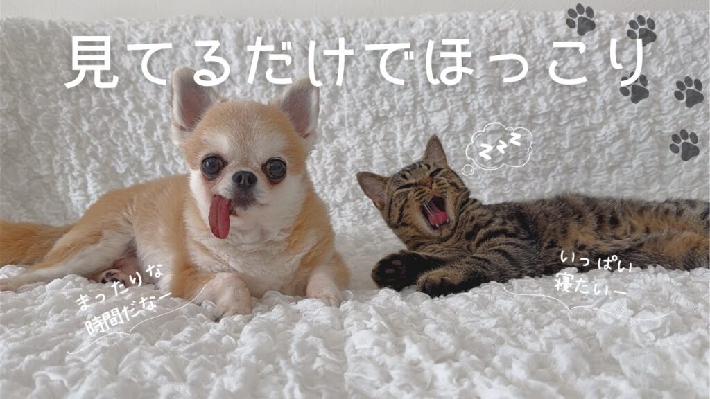 【癒し動画】チワワとキジトラの穏やかなおうち時間🐾仲良すぎてほっこり‼︎