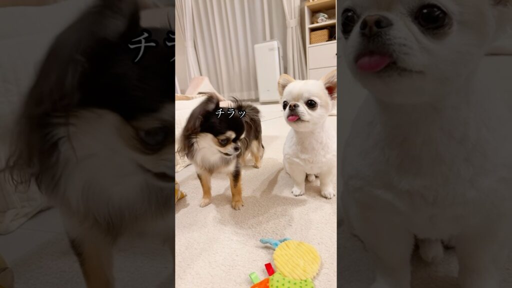 どんなときもチェックチェック👀 (※3年前) #チワワ #癒し #日常 #ほのぼの