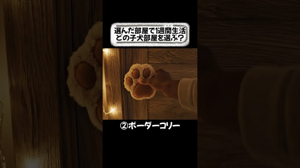 どの子犬部屋を選ぶ？🐶【ASMR】かわいい癒しの音