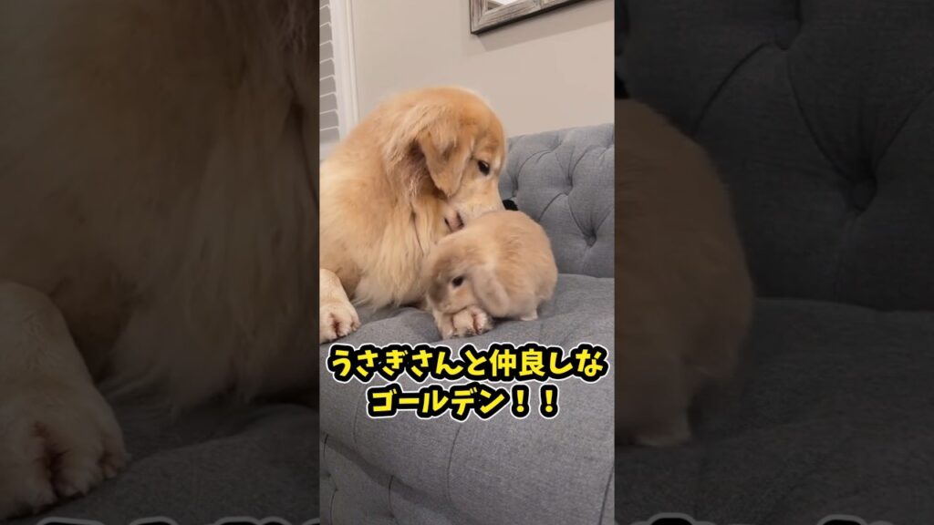 仕事で疲れた皆に贈る笑いと癒しのゴールデン5選ww　#ゴールデンレトリバー #笑える #癒し #大型犬のいる生活 #大型犬のいる暮らし #犬好きさんと繋がりたい #元気になる動画