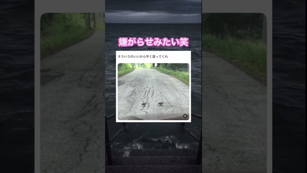 リズム感良すぎ笑　#shorts#動物#かわいい#可愛い#癒し#癒し動画 #鳥 #リズミカル #邪魔