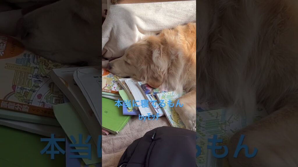 本当に寝てるもん😴ゴールデンレトリーバーもっち君 #ゴールデンレトリバー #癒し #犬のいる生活 #可愛い