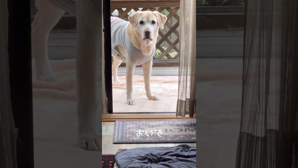 こっちにおいで #ラブラドールレトリバー #14歳 #愛犬との暮らし