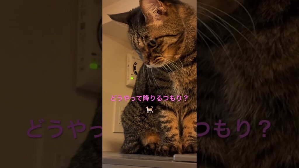 ご本人、考え中🐈#猫 #可愛い #癒し #grwm  #ファミマ購入品 #セブンイレブン#ピーカンナッツ #新作 #ファミ丸 #ルイボスティー #アフターヌーンティー