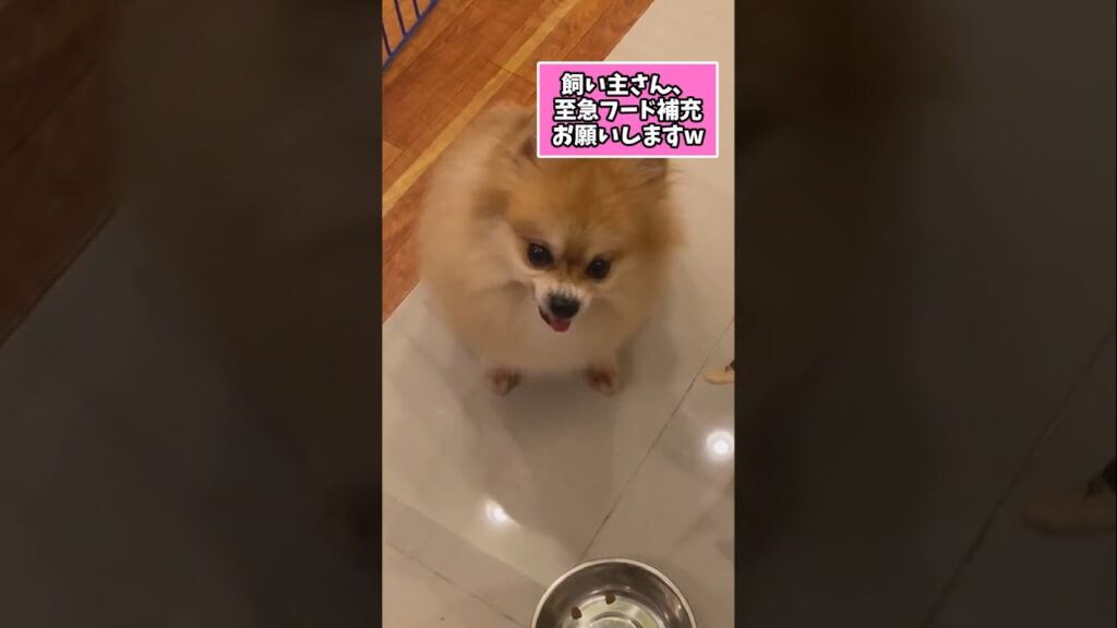 仕事で疲れた皆に贈る笑いと癒しのポメラニアン5選ww　#ポメラニアン #笑える #癒し #ポメラニアンのいる生活 #犬のいる暮らし #犬好きさんと繋がりたい #元気になる動画