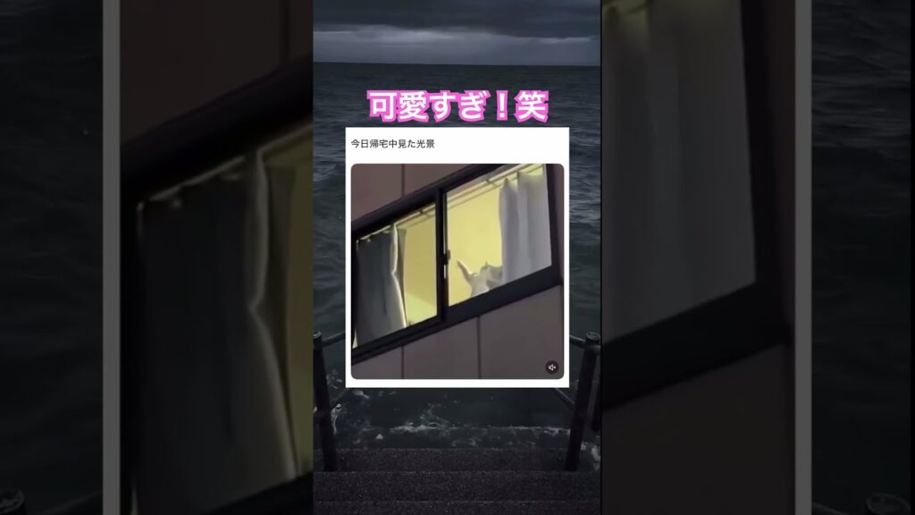 ニッコニコで手振っちゃうよ笑　#shorts#動物#かわいい#可愛い#癒し#癒し動画 #猫 #バイバイ