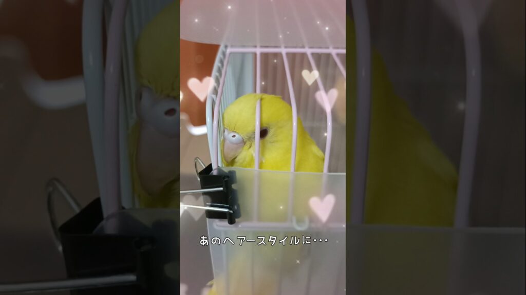 🐤ピノちゃんの憧れ💖セキセイインコ インコ オカメインコ 可愛い おもしろい 癒し💕