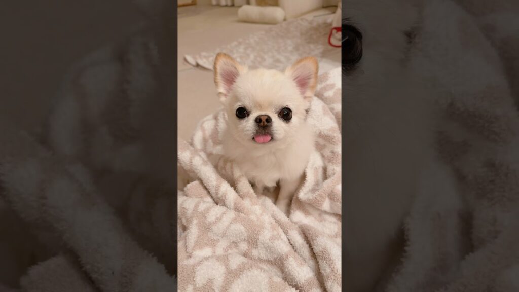 ぺっ💗したー！！！ #チワワ #舌ちろ #癒し