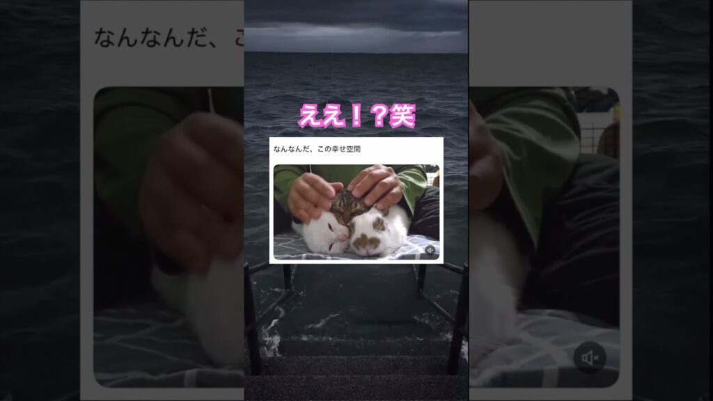 幸せすぎる…！笑　#shorts#動物#かわいい#可愛い#癒し#癒し動画 #猫 #うさぎ #幸せ