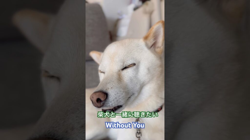 柴犬と一緒に聴きたい #withoutyou #harrynilsson #shibainu #柴犬 #music #癒し #short