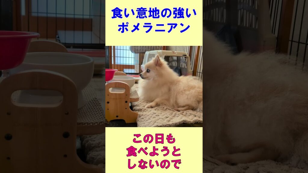 食い意地の強いポメラニアン。#shorts  #pomeranian #ポメラニアン #胆管肝炎 #ポメひめ #癒し #ひめ