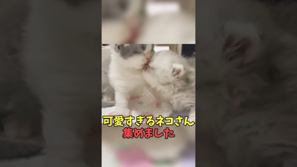 絶対猫しか勝たん猫映像#猫のいる暮らし　#猫動画　#ねこ　#可愛い　#かわいい　#可愛すぎる　#2ch　#癒し　#ペット　#動物　#2ch 　#shorts
