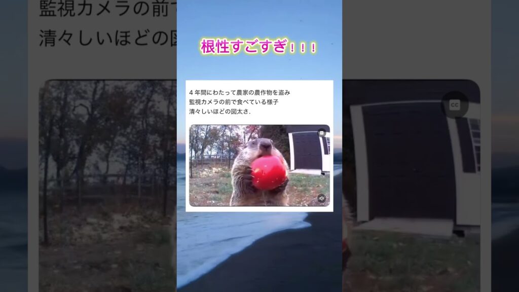 根性やばくない？？笑#可愛い動物 #かわいい #茶柴 #癒し動画 #元気になる動画 #かわいい #猫 #おもしろ動物動画 #癒し #猫のいる暮らし #犬 #shorts