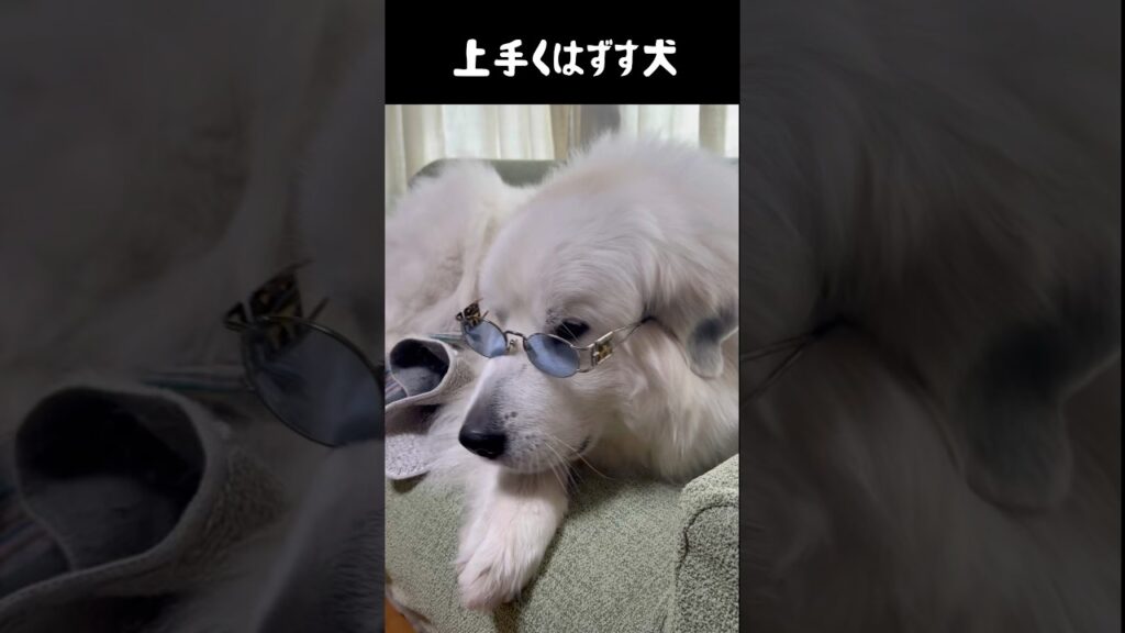 人のようにメガネを外す愛犬　#greatpyrenees #癒し #大型犬のいる生活 #大型犬 #大型犬と暮らす #グレートピレニーズ #犬のいる生活 #愛犬 #可愛い