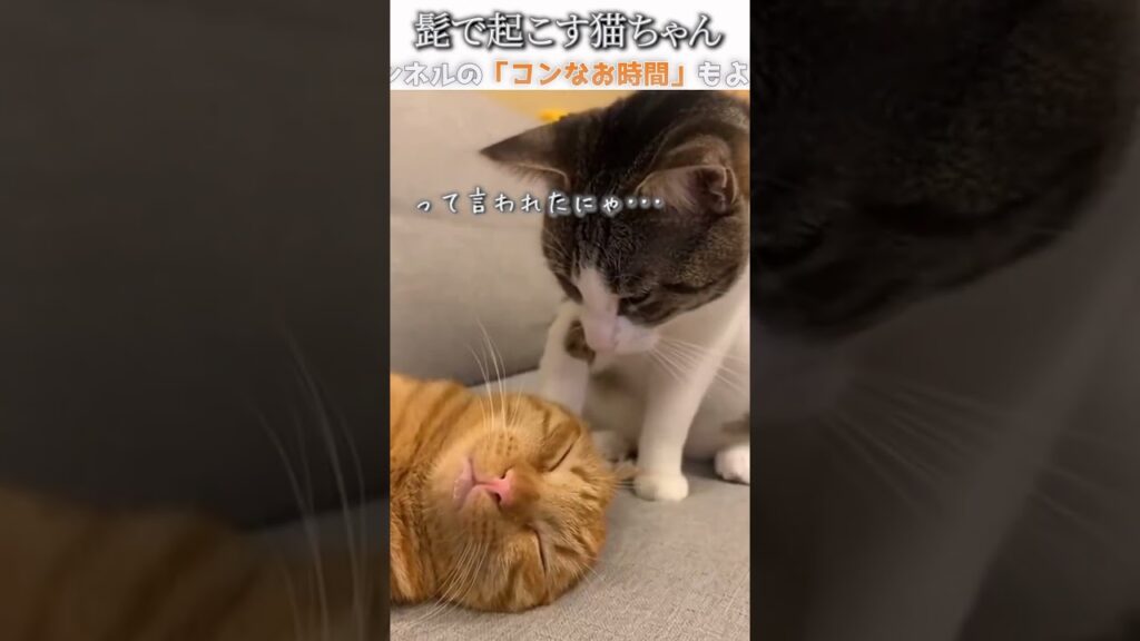 猫のおもしろ画像にツッコミどころ満載なアフレコしてみた＃379【起こす】【ハプニング映像】#shorts　#アフレコ #面白動画