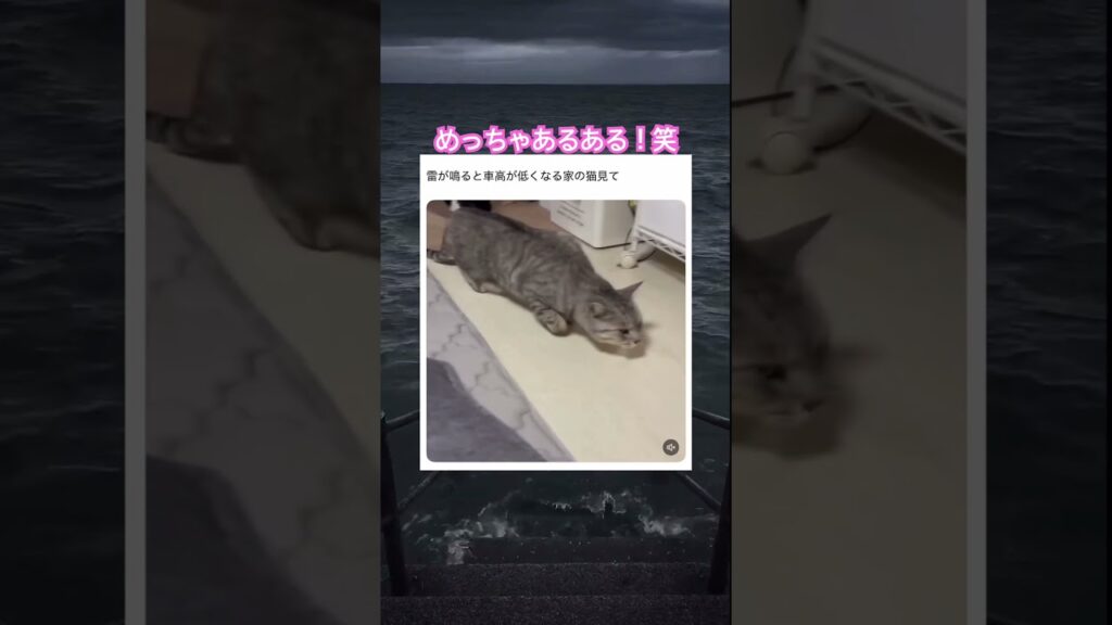 雷の時だけ見れる忍び足。笑　#shorts#動物#かわいい#可愛い#癒し#癒し動画 #猫 #落雷 #忍び足