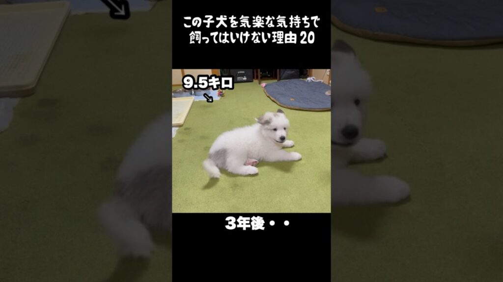 予想以上の成長をした子犬20 #greatpyrenees #癒し #大型犬のいる生活 #大型犬と暮らす #大型犬 #グレートピレニーズ #犬のいる生活 #可愛い #愛犬 #ペット