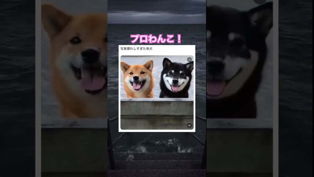 すごい慣れてる笑　#shorts#動物#かわいい#可愛い#癒し#癒し動画 #犬 #写真撮影 #撮影