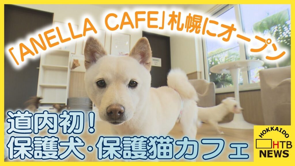 出会いと癒しを！保護犬や保護猫と触れ合うことができる道内初のカフェ「ANELLA CAFE」札幌にオープン