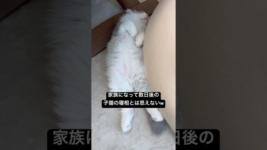 新入り子猫の寝相がほぼコレw #子猫 #子猫の成長日記 #kitten #kitty #寝相 #癒し