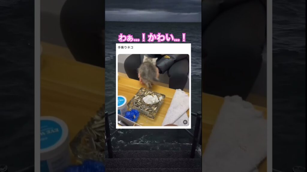 可愛すぎゆ…！！！　#shorts#動物#かわいい#可愛い#癒し#癒し動画 #猫 #子猫