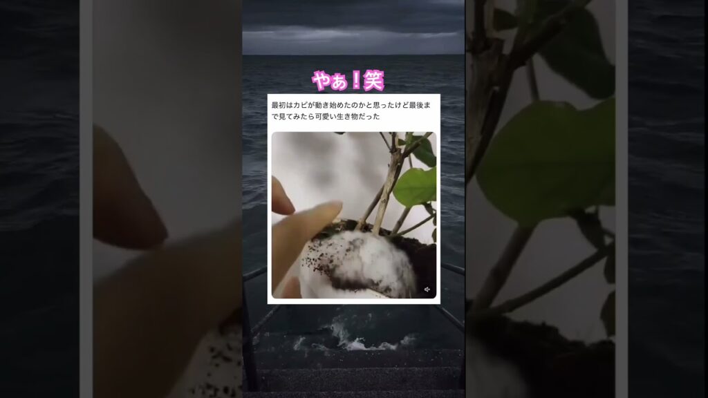 お風呂直行です。笑　#shorts#動物#かわいい#可愛い#癒し#癒し動画 #土