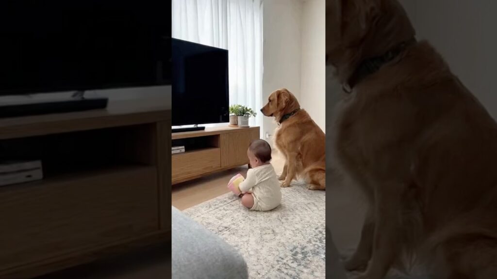 弟を守る兄 #ゴールデンレトリバー #goldenretriever #赤ちゃん #baby #あかちゃん #癒し #puppy #cute #赤ちゃんのいる生活 #ほっこりする話