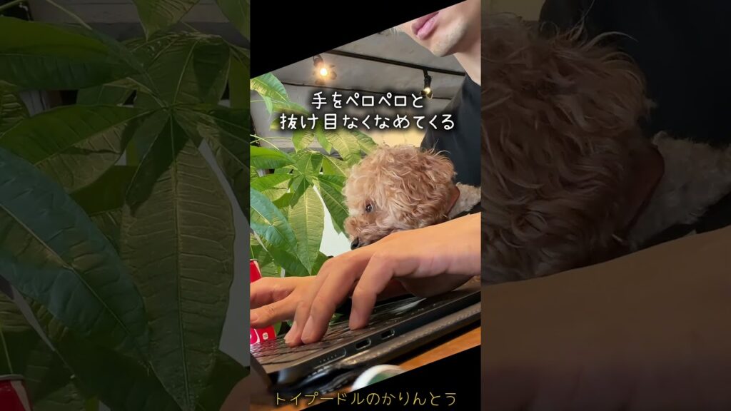 ジャマだけど、そばにいてほしいよ#shorts #癒し #トイプードル #puppy