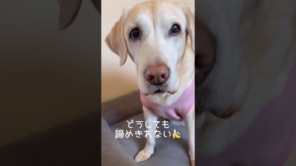 食べ終えても諦めきれない顔 #ラブラドールレトリバー #14歳 #愛犬との暮らし