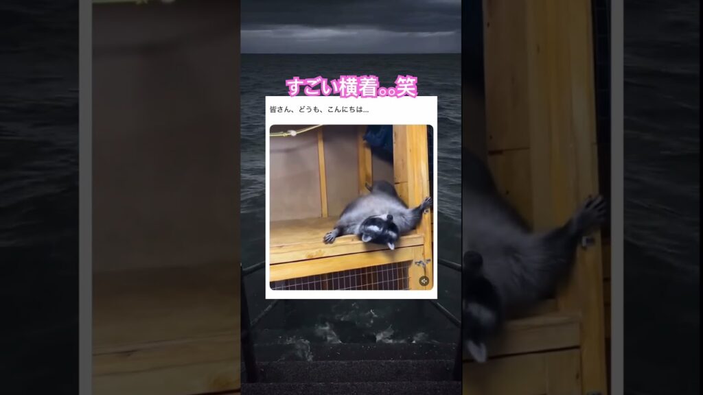 めんどくさがり屋さん笑　#shorts#動物#かわいい#可愛い#癒し#癒し動画 #アライグマ