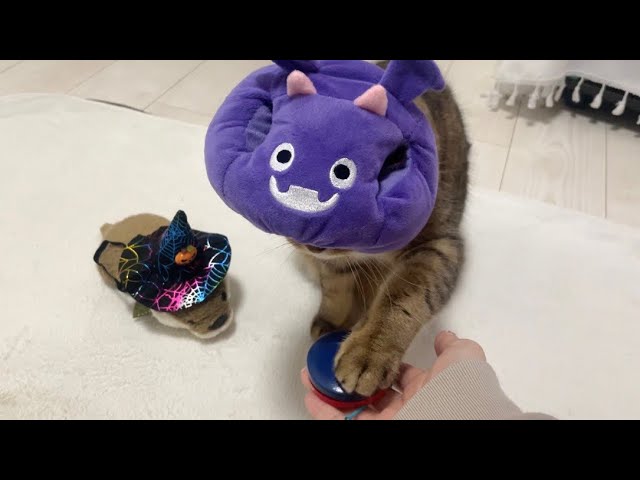 【癒し】カスタネットを小気味よくならす仮装したネコ