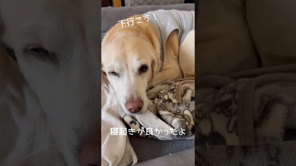 寝起きが良かった日 #ラブラドールレトリバー #14歳 #愛犬との暮らし