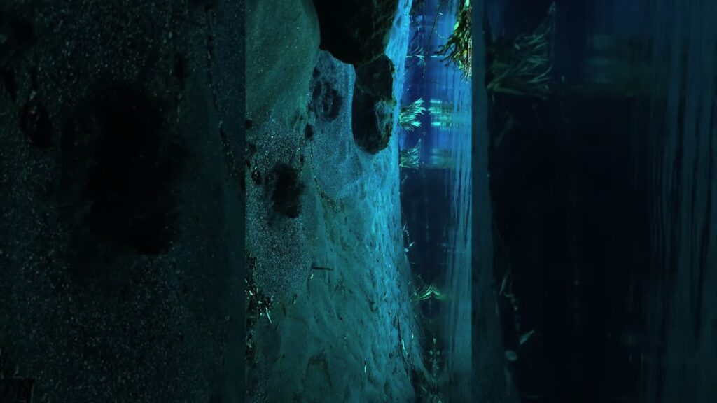 水中映像の素晴らしさを伝えたい #水中撮影 #癒し #絶景 #nature