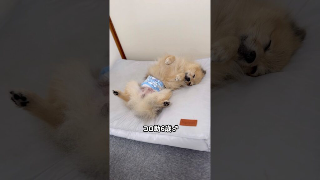 幸せそうに寝てる💤