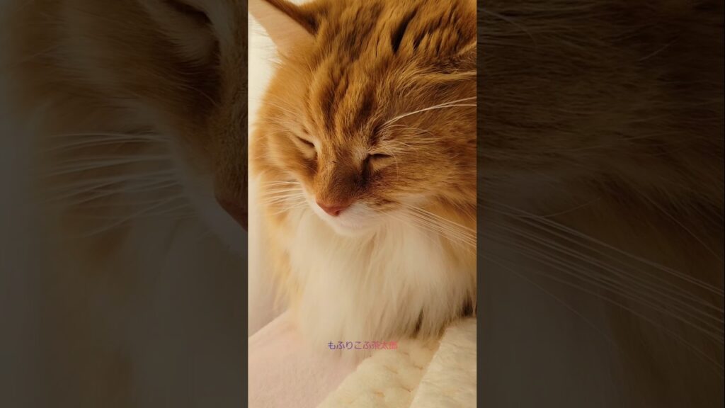 聞き上手な巨猫…😂