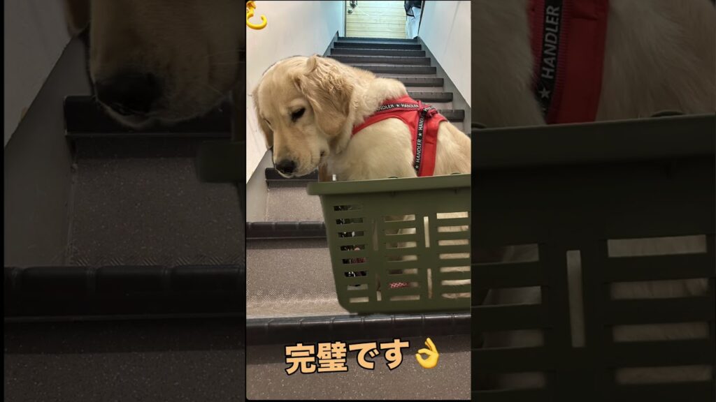 ささらの階段降ろし　#ゴールデンレトリバー #大型犬のいる生活 #可愛い #癒し #愛犬 #かわいい #ささら #愛犬