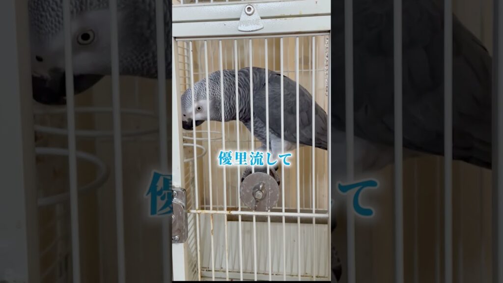 ヨウムと暮らすと癒しなんかない‼️