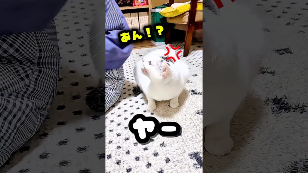 おばあちゃんvsベルさん