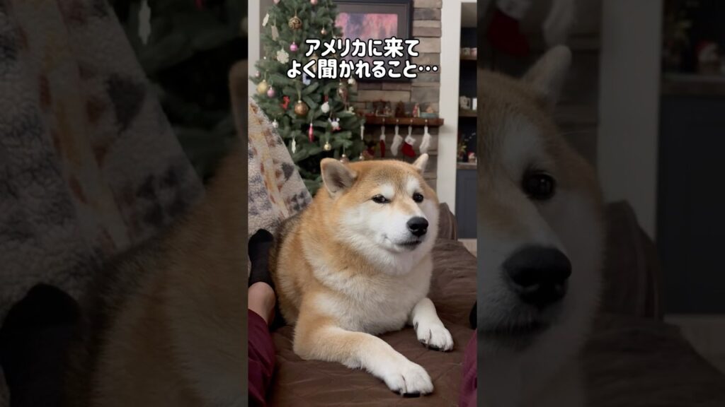 ヨッシーは何犬？　#柴犬 #癒しのペット動画 #アメリカ生活 #shorts